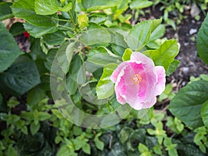 Hibiscus flower in garden; Chinese Rose ; Shoe Flower