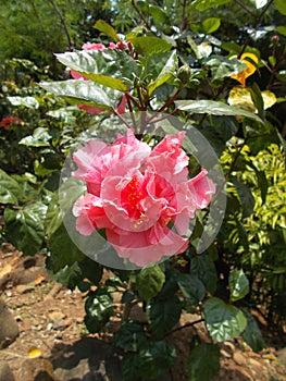 Hibiscus flower garden. close up.