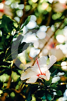 Hibiscus flower in the garden Detail of the stamen and pistil