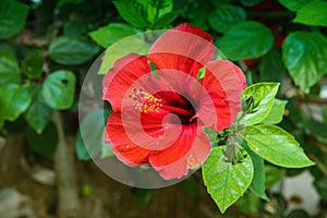 Hibiscus flower in the garden with water drops . Detail of the stamen and pistil