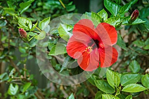 Hibiscus flower in the garden with water drops . Detail of the stamen and pistil