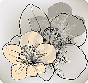 Hibiscus flower, hand-drawing. Vector illustration.