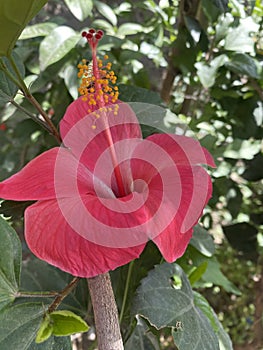 Hibiscus flower head macro shot pink