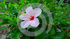 Hibiscus Flower (Hibiscus Rosa-sinensis) With White Color photo