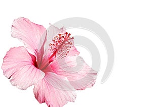 Hibiscus flower isolated