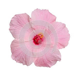 Hibiscus flower