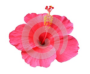 Hibiscus flower isolated on white background