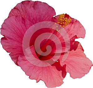 hibiscus flower isolated on white background. clipping path