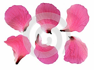 Hibiscus flower isolated on white background