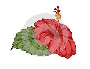 Hibiscus flower and leaf. Red petals, floral bud, stamen. Blossomed plant, botanical drawing in realistic vintage style