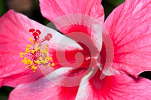 Hibiscus Flower Macro