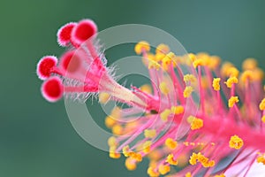 Hibiscus Flower Macro
