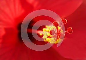 Hibisco flor 