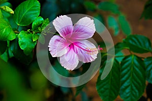 Hibiscus flower, in the mallow family, Malvaceae. Hibiscus rosa-sinensis, known Shoe Flower in full bloom during spring