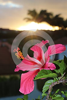 Hibiscus Flower of New Caledonia photo