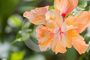 Hibiscus flower or Orange flower, China rose, Chinese hibiscus, Hawaiian hibiscus, shoe flower