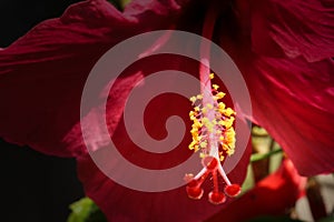 Hibiscus flower petals with stamen and anthers