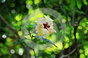 Hibiscus flower photography Blooming beauty