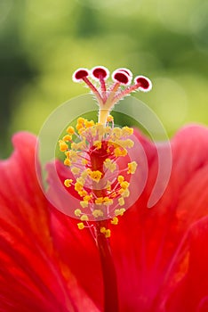 Hibiscus flower red macro stamen pistil single center tropical