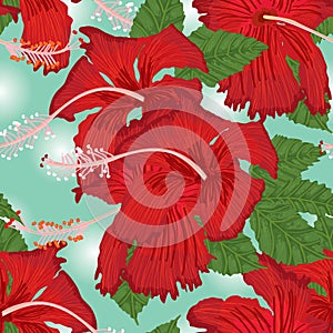 Hibiscus flower seamless pattern