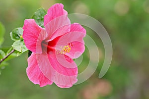 Hibiscus Flower. Shallow DOF