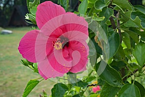 Hibiscus flower is a shrub of the Malvaceae tribe originating from East Asia