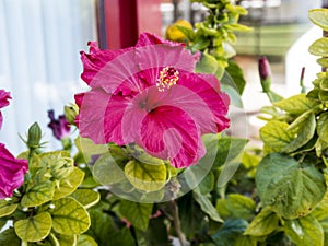 Hibiscus Flower in small Garden in Nerja on the Costa del Sol in Spain photo