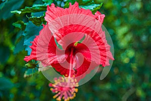 Hibiscus Flower in the sun