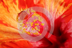 Hibiscus flower stamen