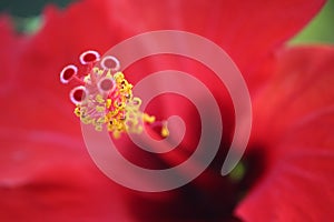 Hibiscus flower, stamen and pistil.