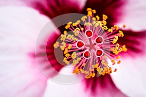 Hibiscus flower with stamen and pistils details