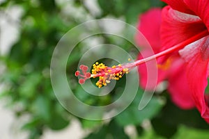 Hibiscus flower with stamen and pollen