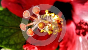 Hibiscus flower stem closeup