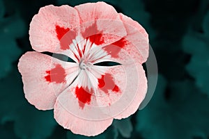 Hibiscus Flower, Summer and Spring Floral