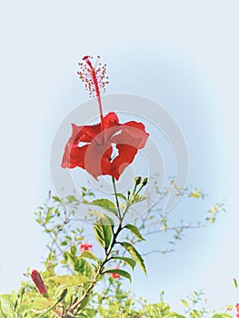 Hibiscus flower tanda ambedkar nagar