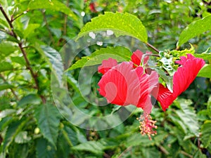 Hibiscus Flower Tracheophyta photo