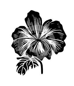 Hibiscus flower tropical exotic black white engraving tattoo silhouette drawing illustration.Hawaiian floral plant stencil design
