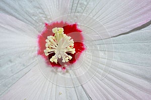 Hibiscus flower up close and detailed