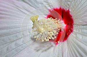 Hibiscus flower up close and detailed