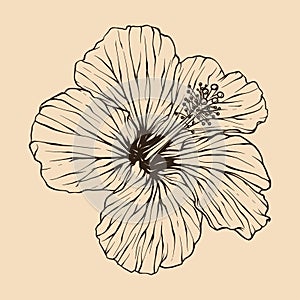 Hibiscus flower vector illustration with line art