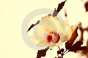 Hibiscus Flower - Vintage