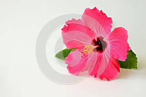 Hibiscus flower on white photo