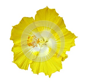 Hibiscus flower on white
