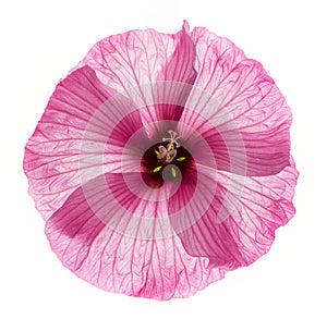 Hibiscus flower