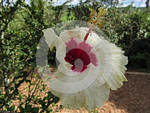 Hibiscus flower, with white petals, red in the core, large carpel, full of yellow fillets, forming the stamen. In the background,