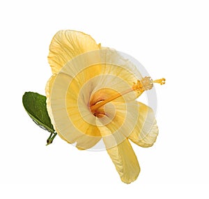 Hibiscus flower yellow isolated on white background