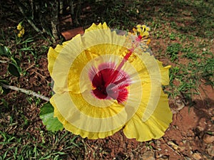 Hibiscus flower, with yellow petals, red in the core, large carpel, full of yellow fillets, forming the stamen. In the background