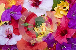 Hibisco flores 