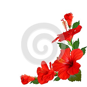 Hibisco flores 