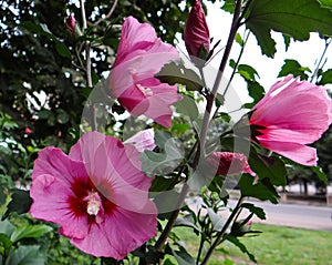 Hibiscus flowers